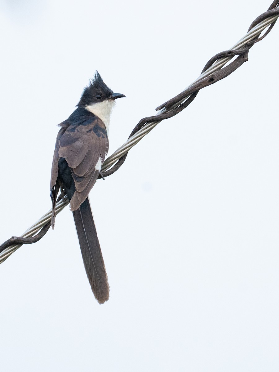Pied Cuckoo - ML645446226