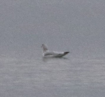 Мартиновий sp. - ML645446227