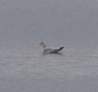 Мартиновий sp. - ML645446228