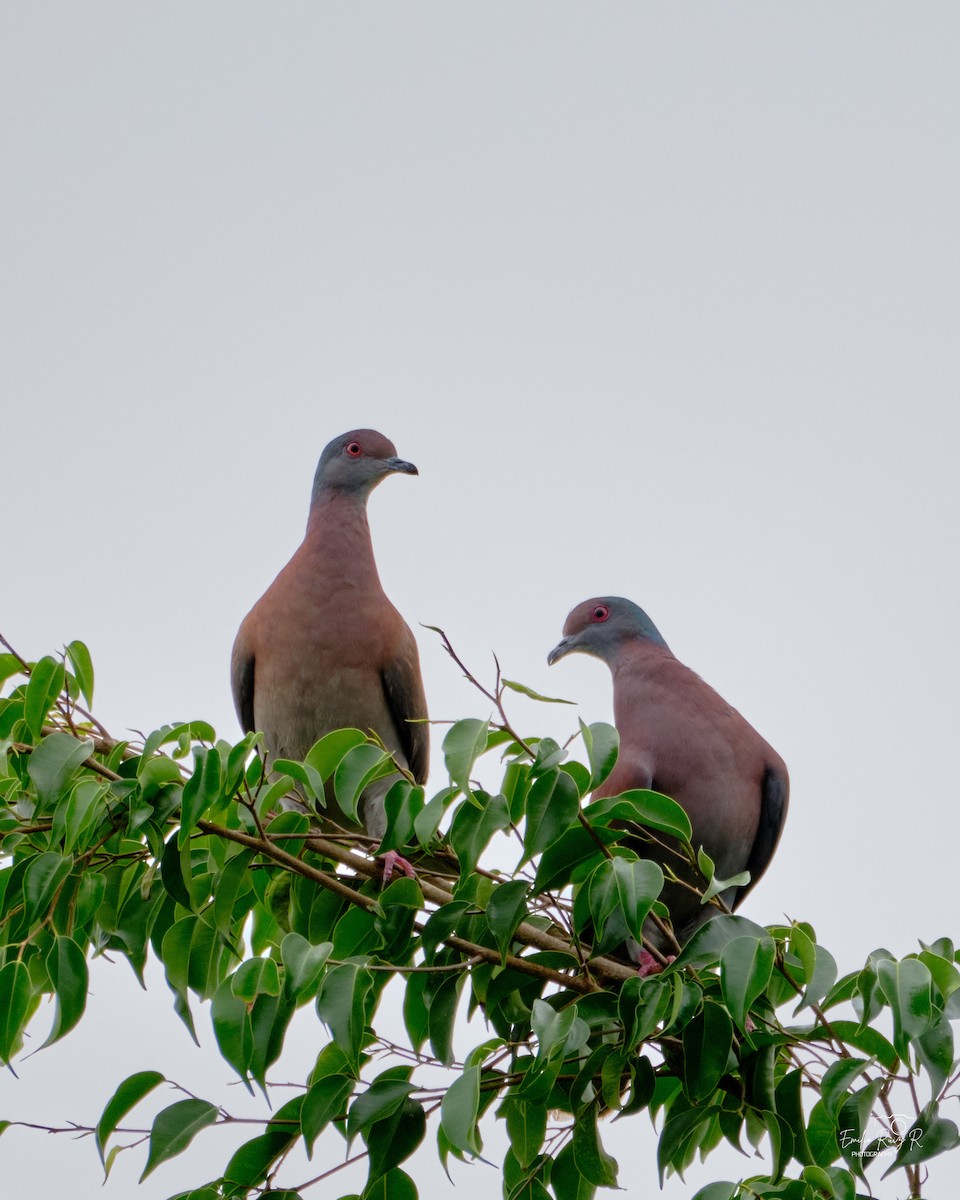 Pale-vented Pigeon - ML645446234