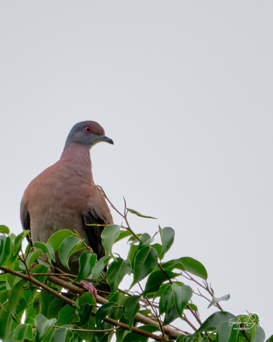 Pale-vented Pigeon - ML645446235