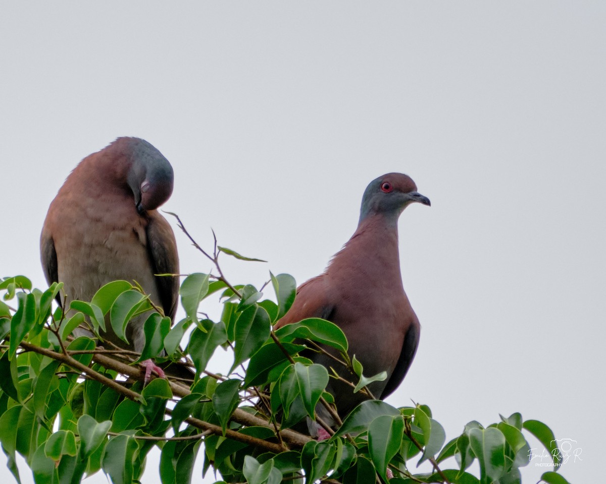 Pale-vented Pigeon - ML645446236