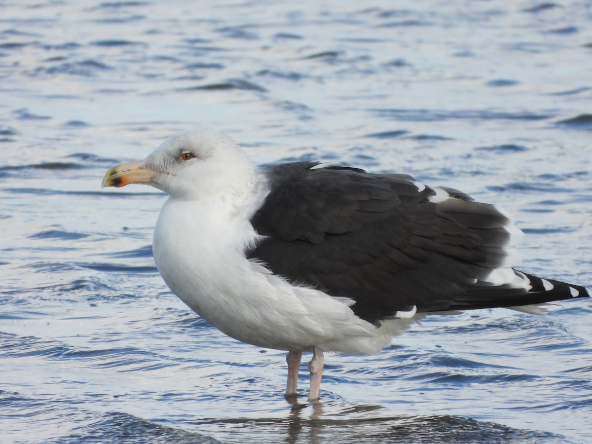 Great Black-backed Gull - ML645446248