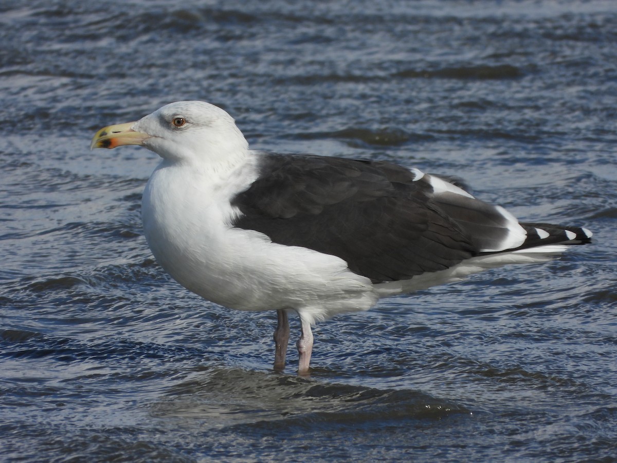 Great Black-backed Gull - ML645446249