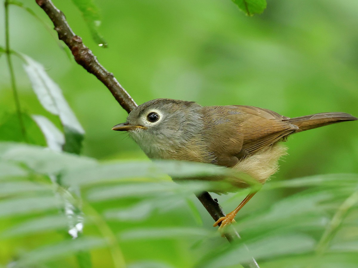 メジロチメドリ - ML645446255