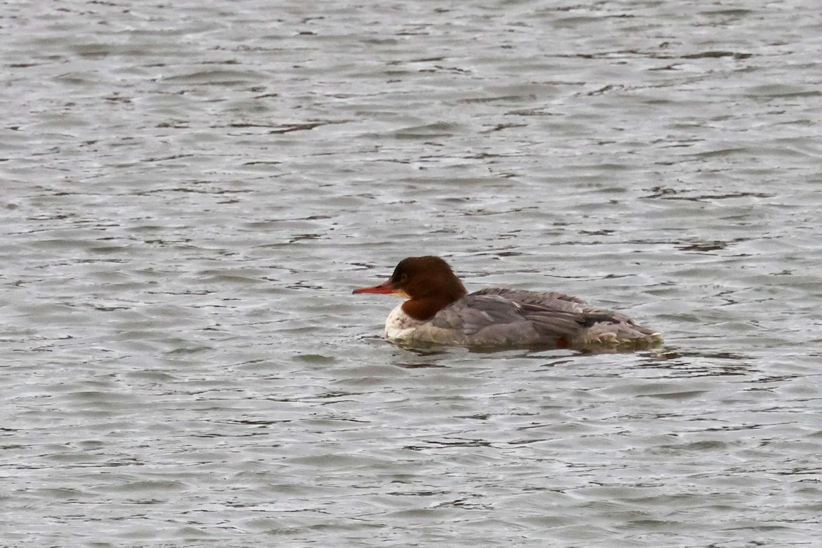 Common Merganser - ML645446260