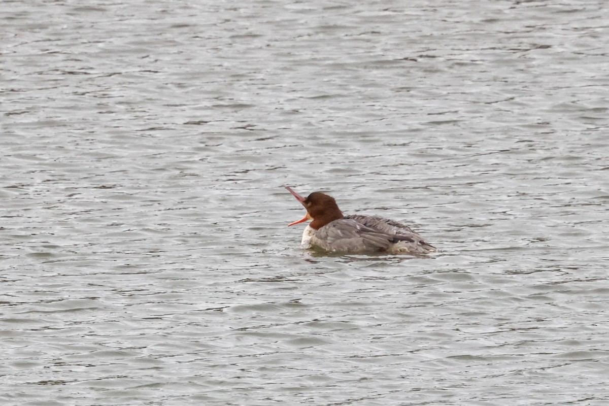 Common Merganser - ML645446261