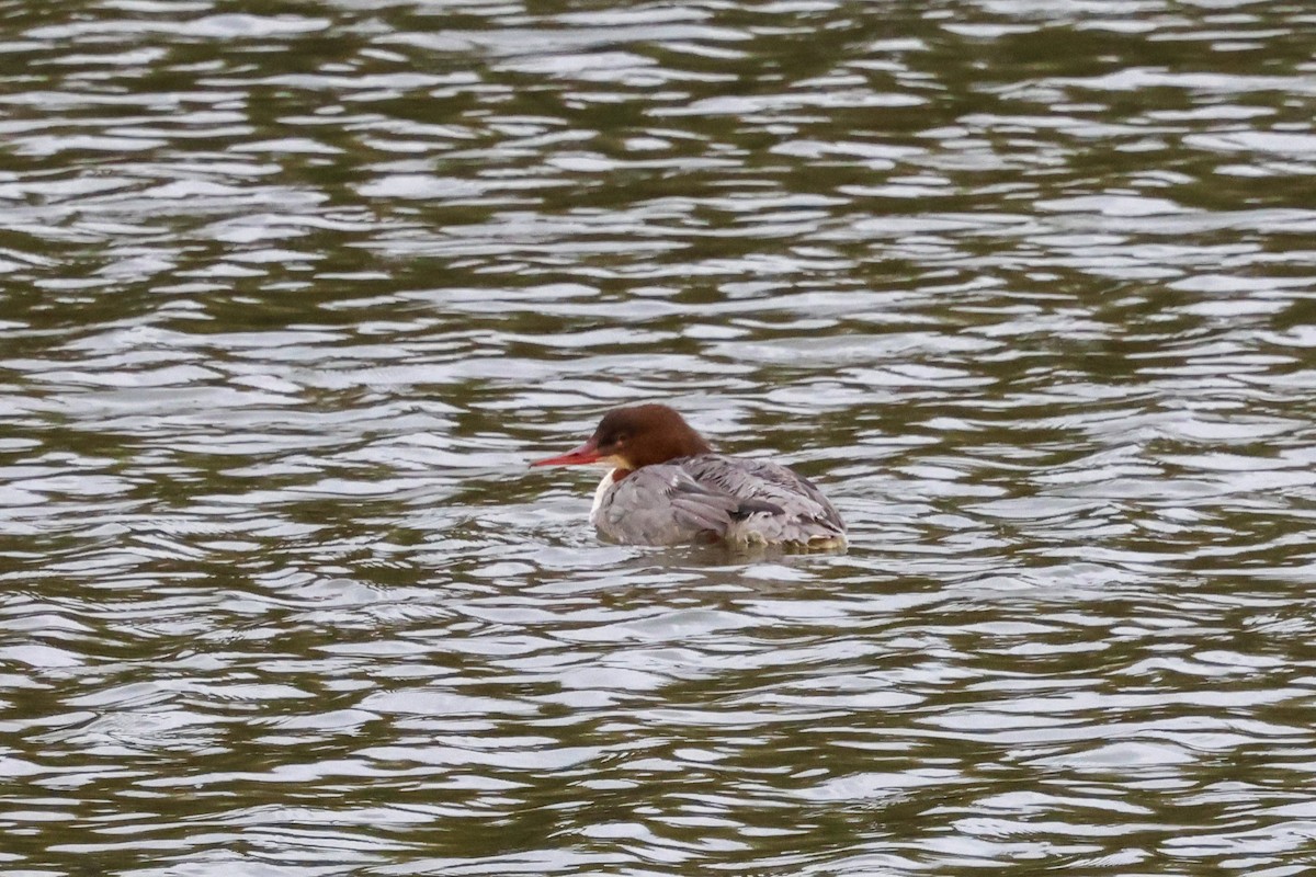 Common Merganser - ML645446262