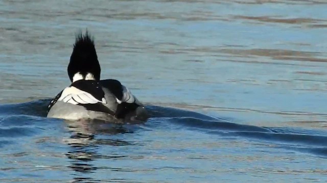 Red-breasted Merganser - ML645446273