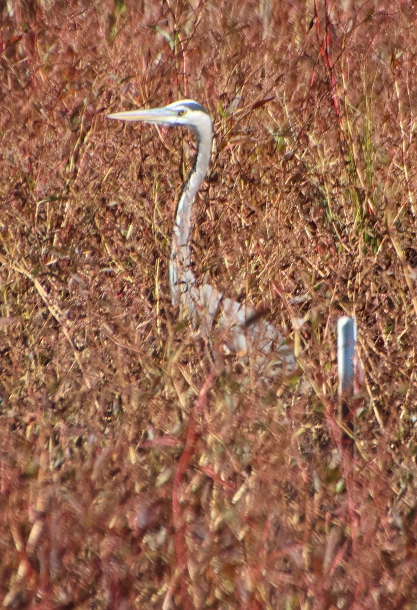 Great Blue Heron - ML645446275