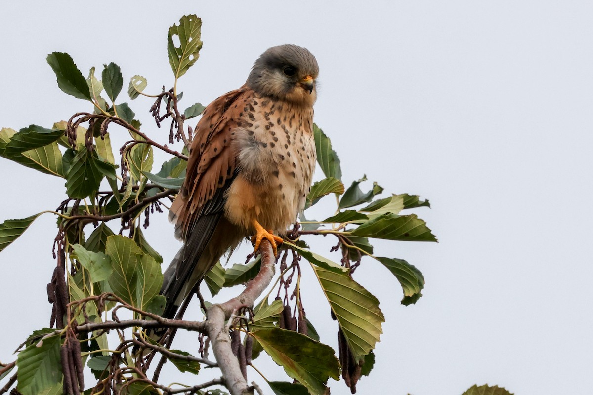 Eurasian Kestrel - ML645446277