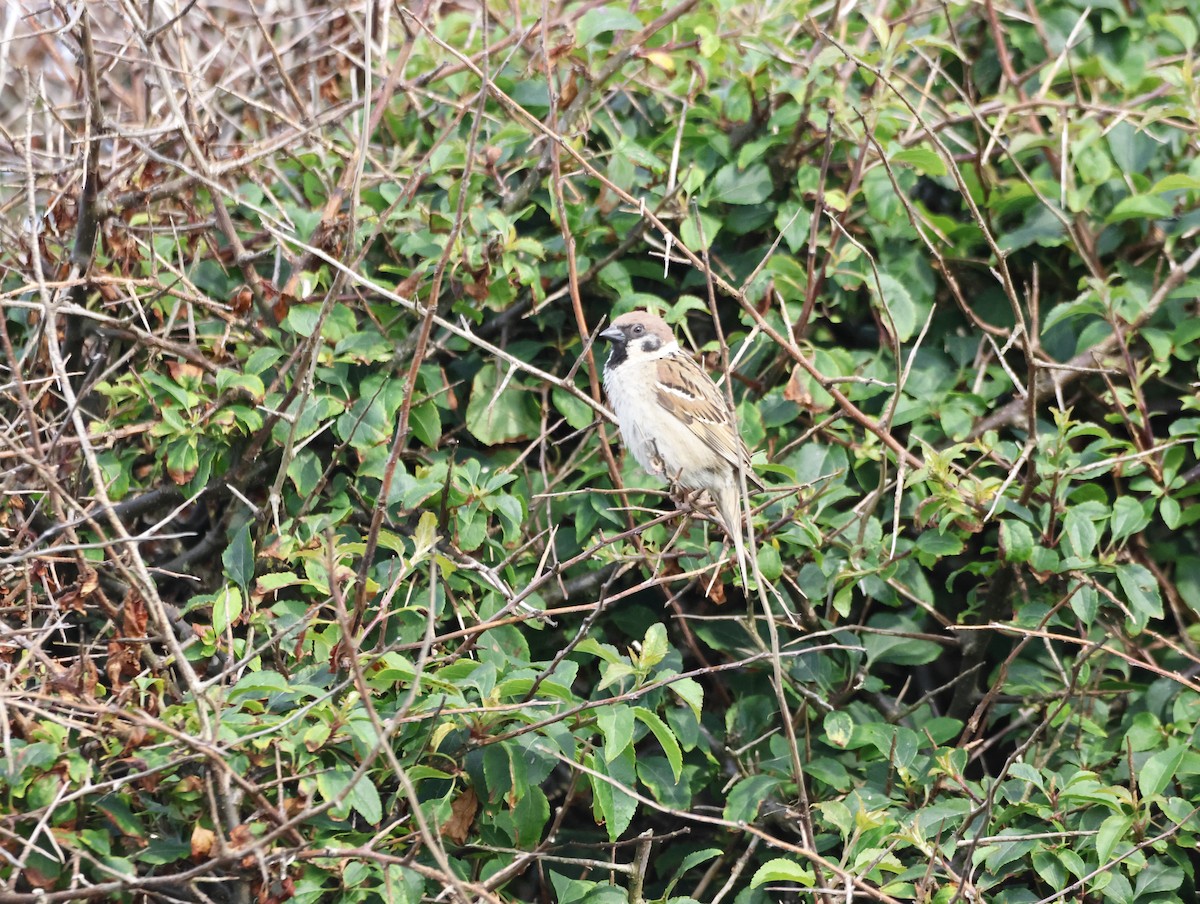 Ağaç Serçesi - ML645446284