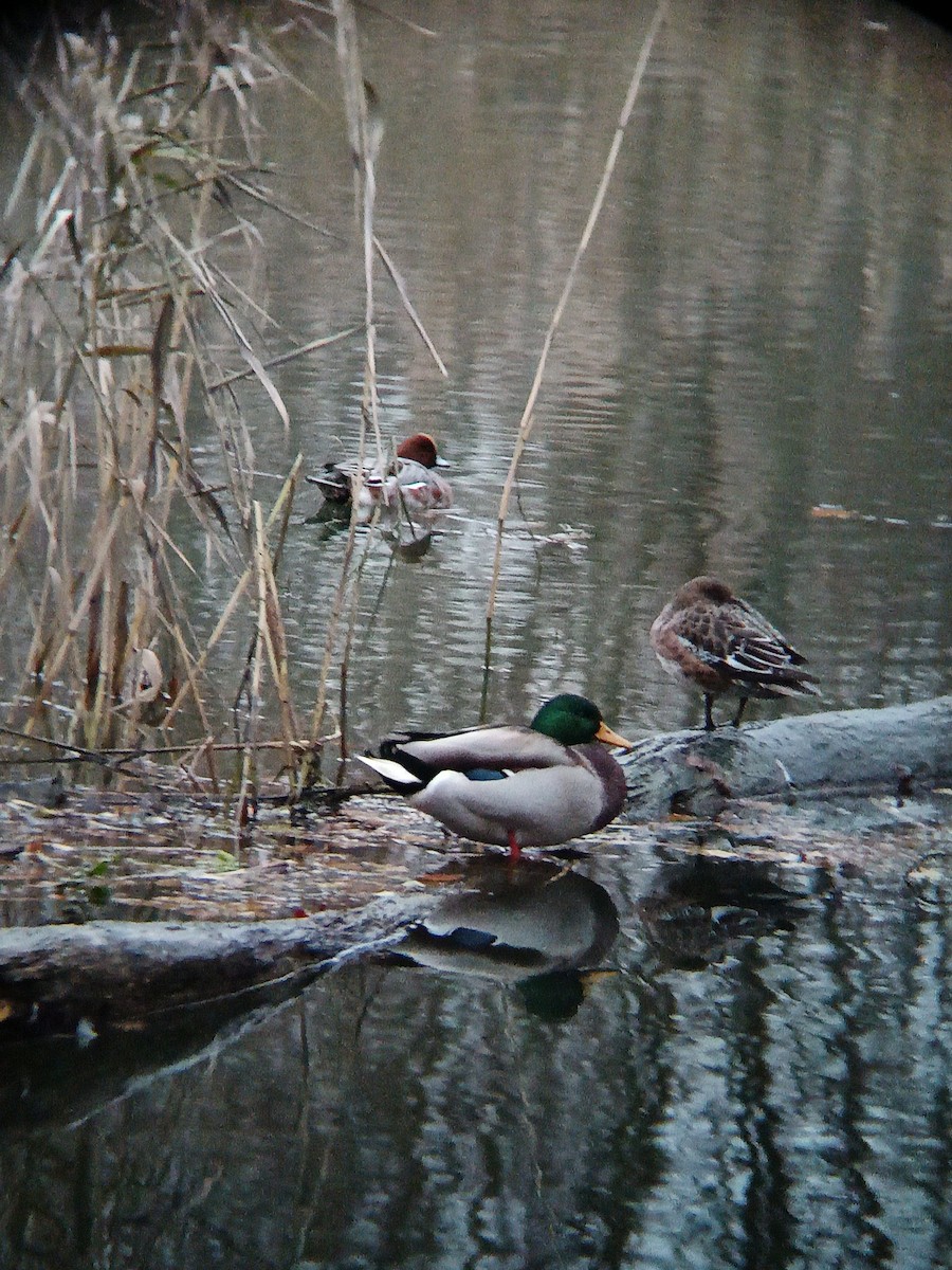 Eurasian Wigeon - ML645446287