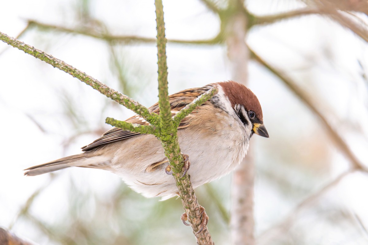 Ağaç Serçesi - ML645446288