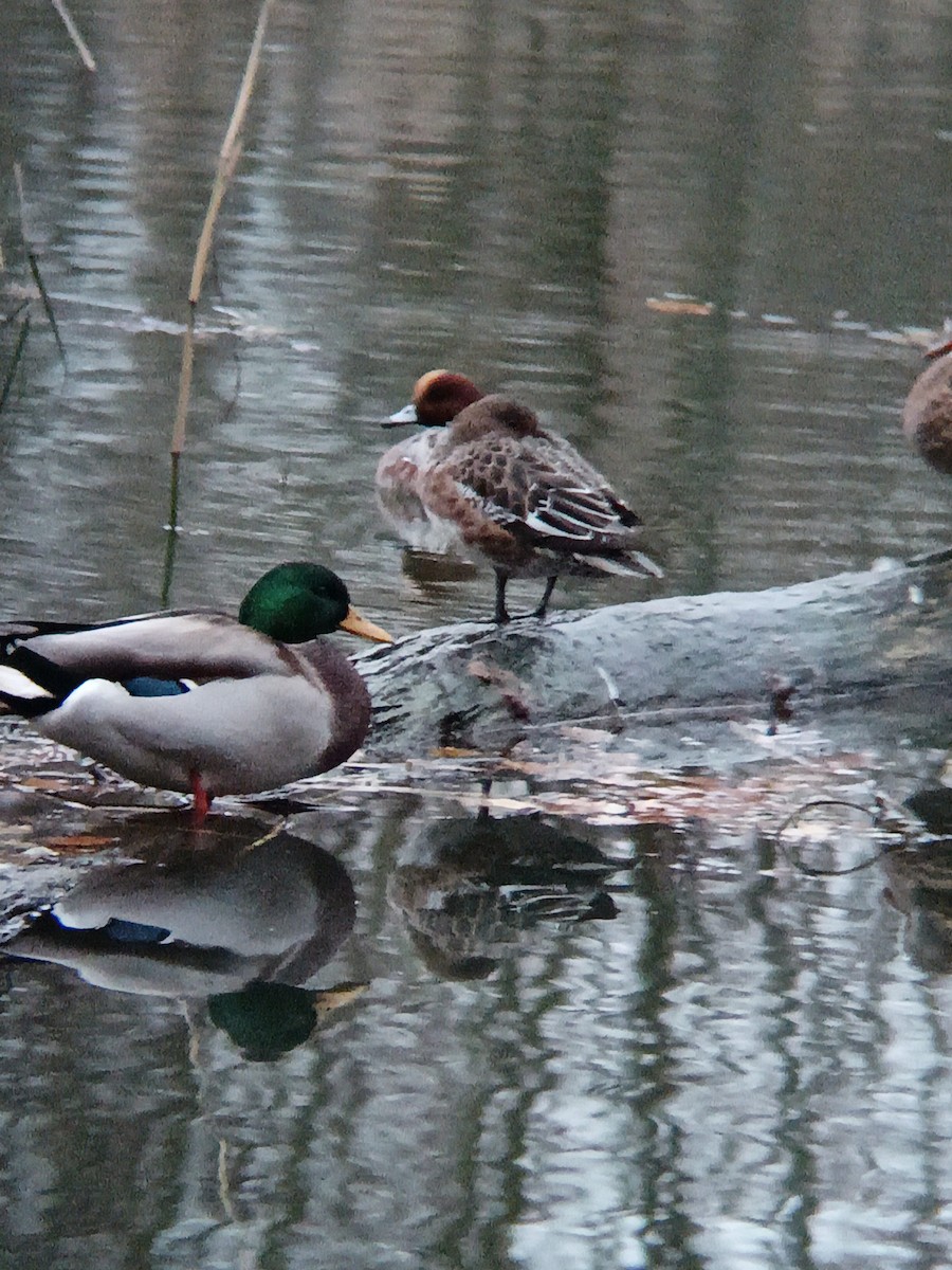 Eurasian Wigeon - ML645446290