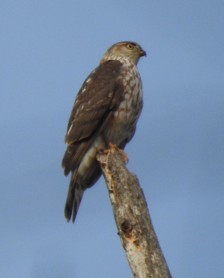 Sharp-shinned Hawk - ML645446299