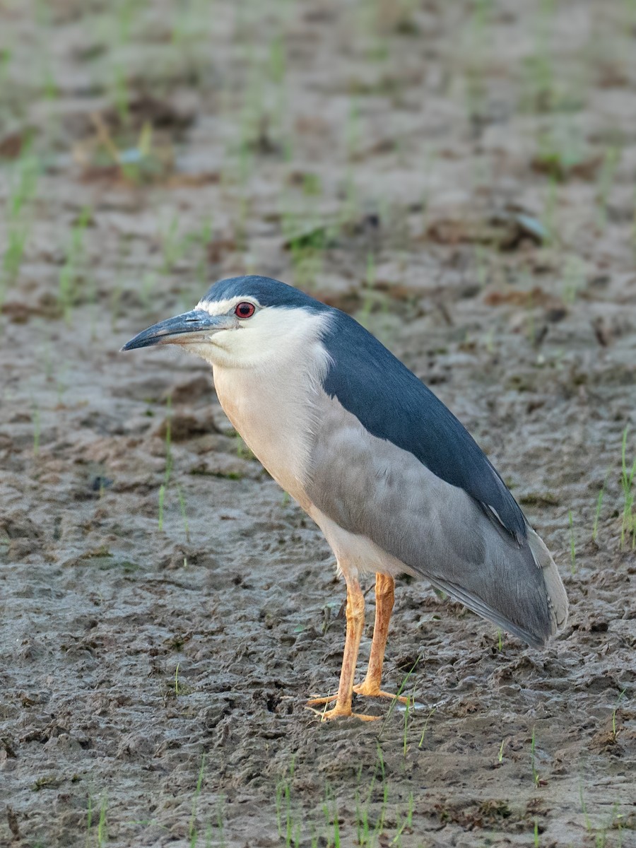 Black-crowned Night Heron - ML645446306