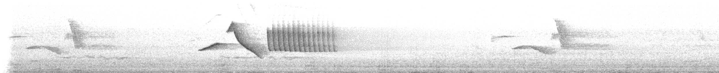 Chingolo Común - ML645446310