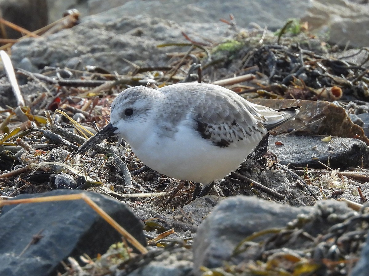 Песчанка - ML645446311