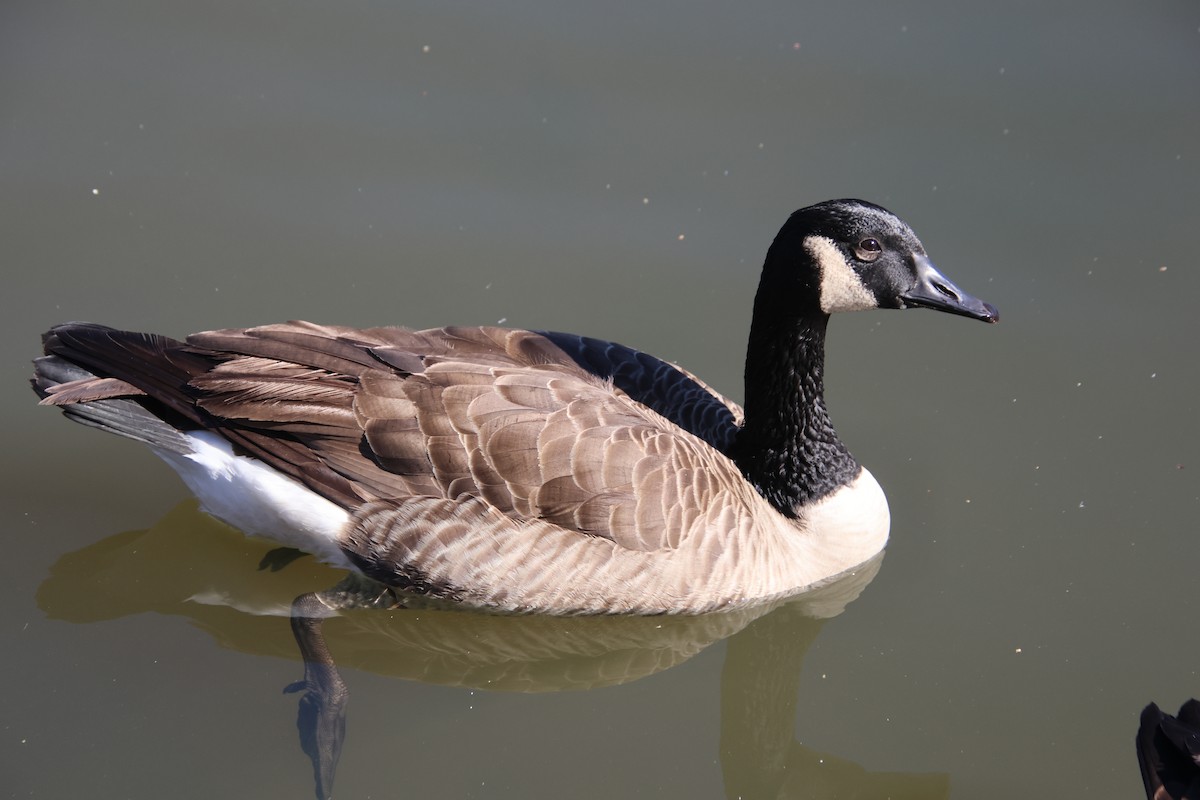 Canada Goose - ML645446314