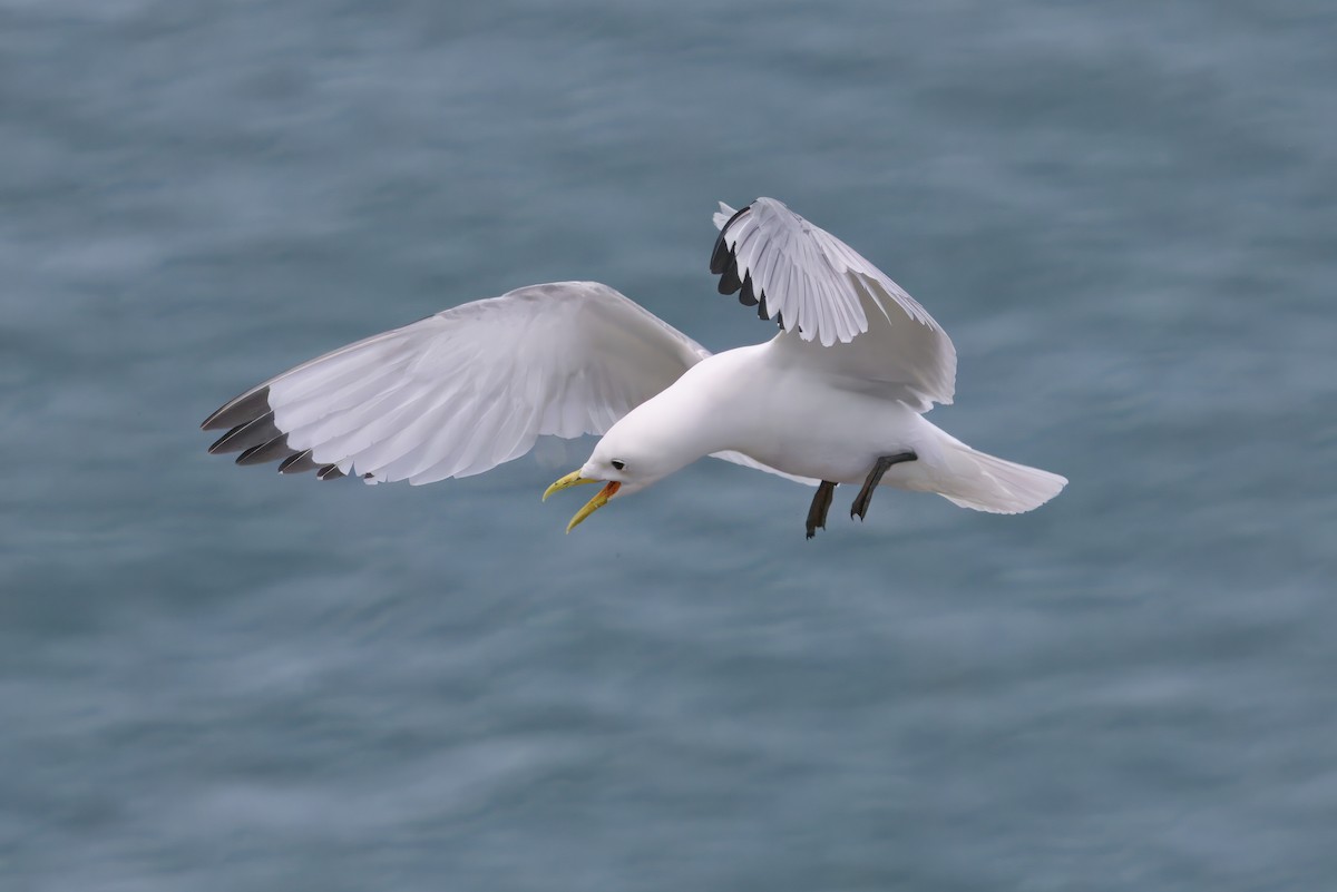 krykkje - ML645446318