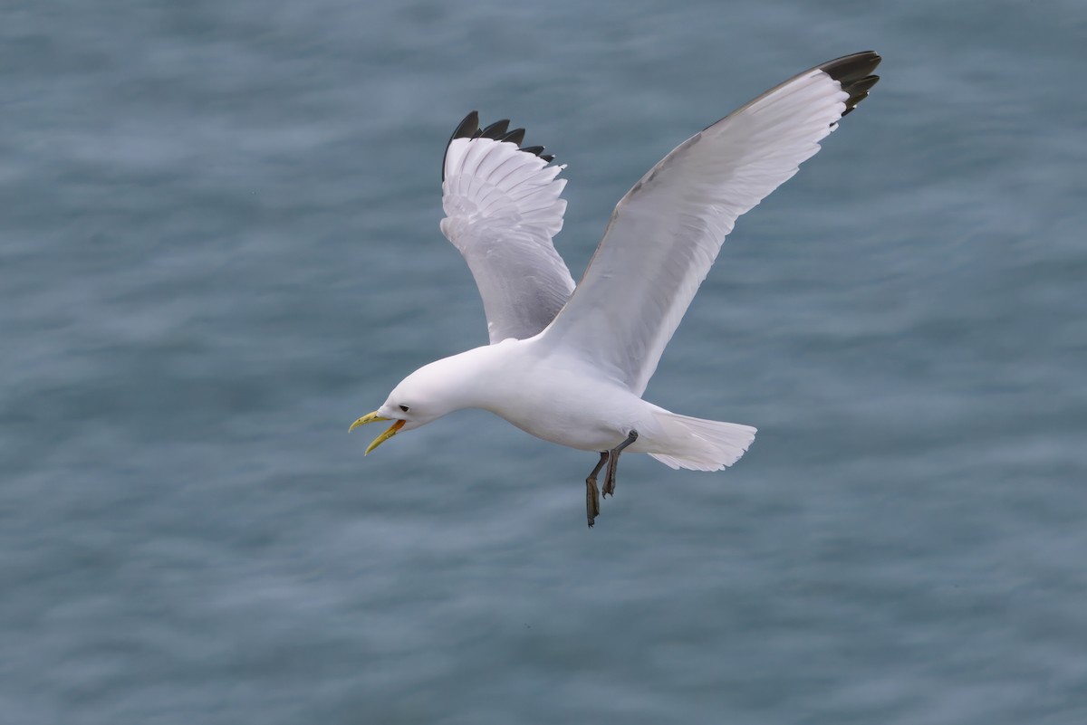 krykkje - ML645446319