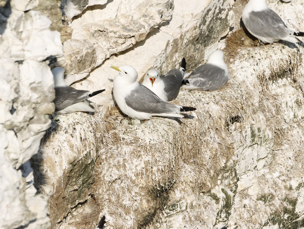 krykkje - ML645446320