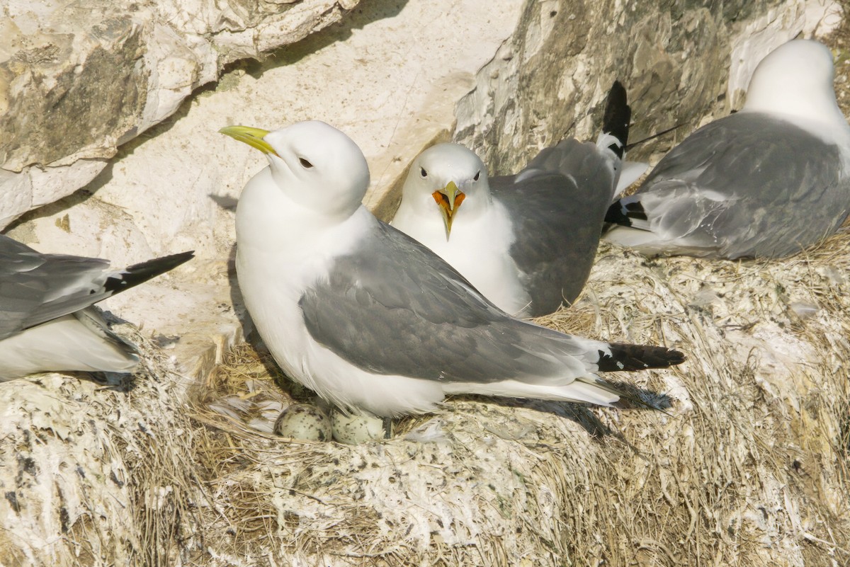 krykkje - ML645446321