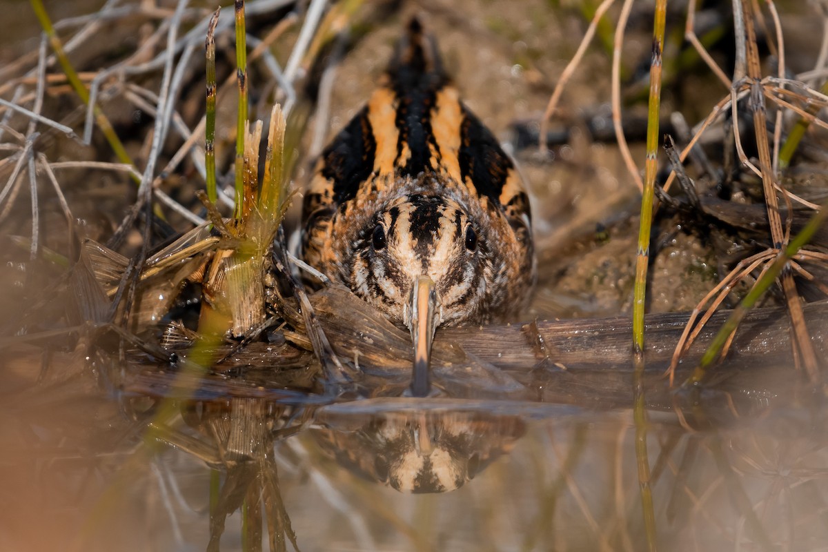 Jack Snipe - ML645446327