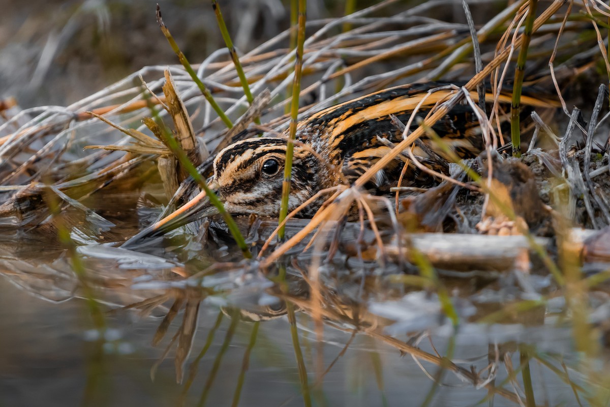 Jack Snipe - ML645446328