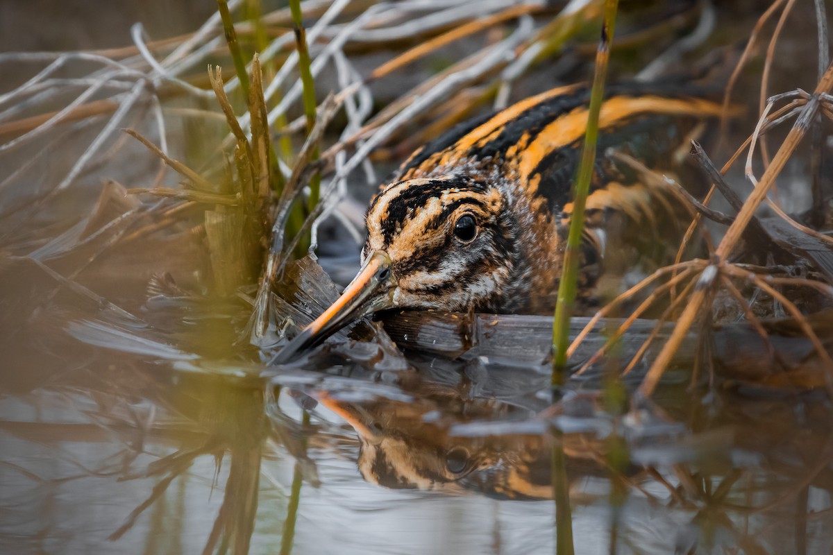Jack Snipe - ML645446329