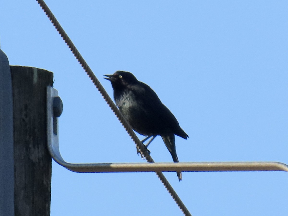 Brewer Karatavuğu - ML645446335