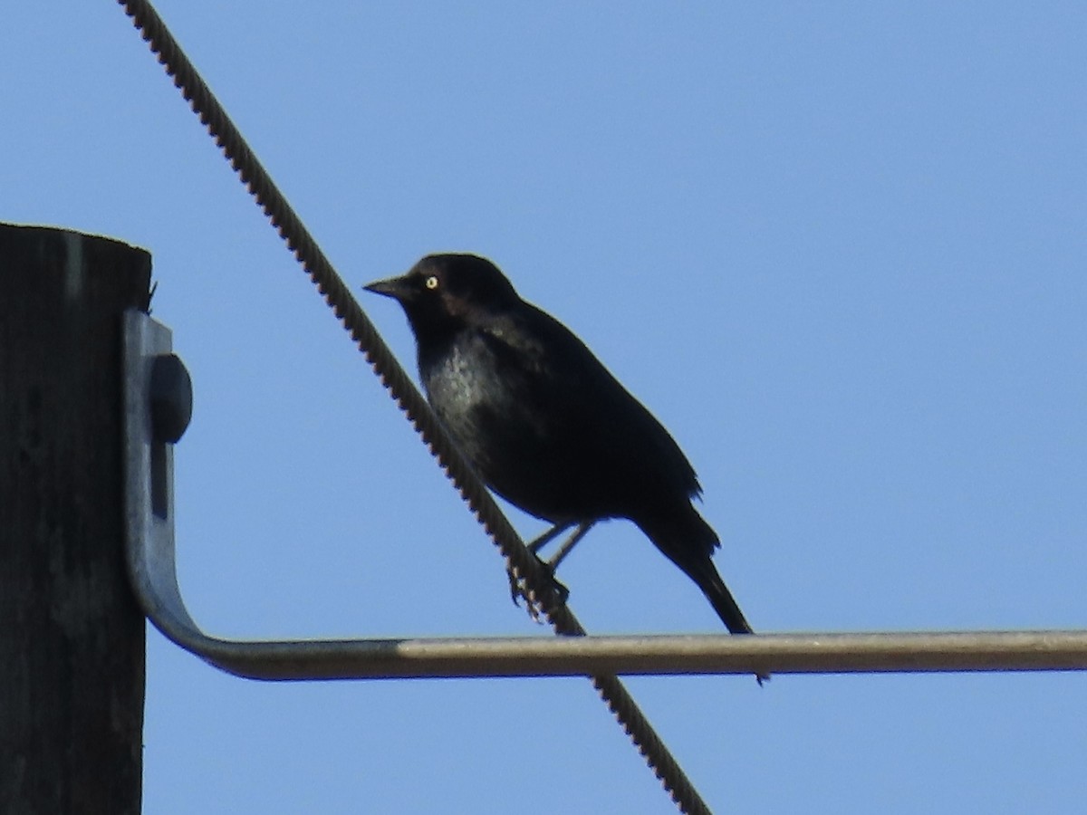 Brewer Karatavuğu - ML645446336