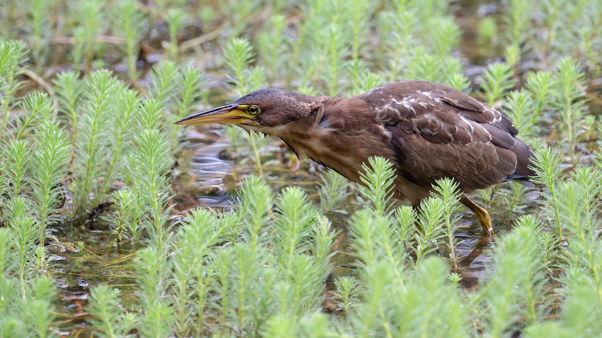 אנפית מזרחית - ML645446338