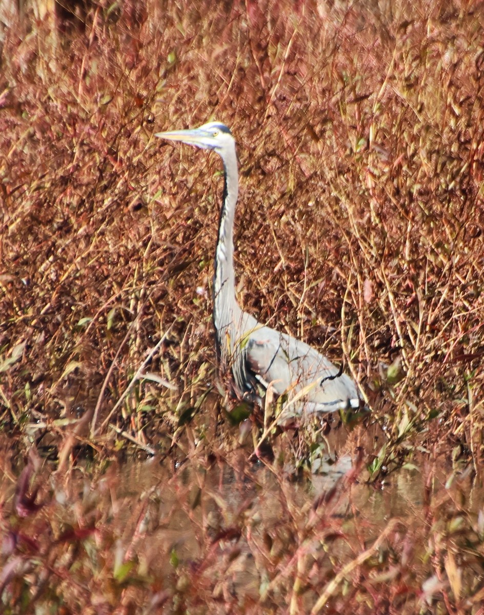 Great Blue Heron - ML645446342