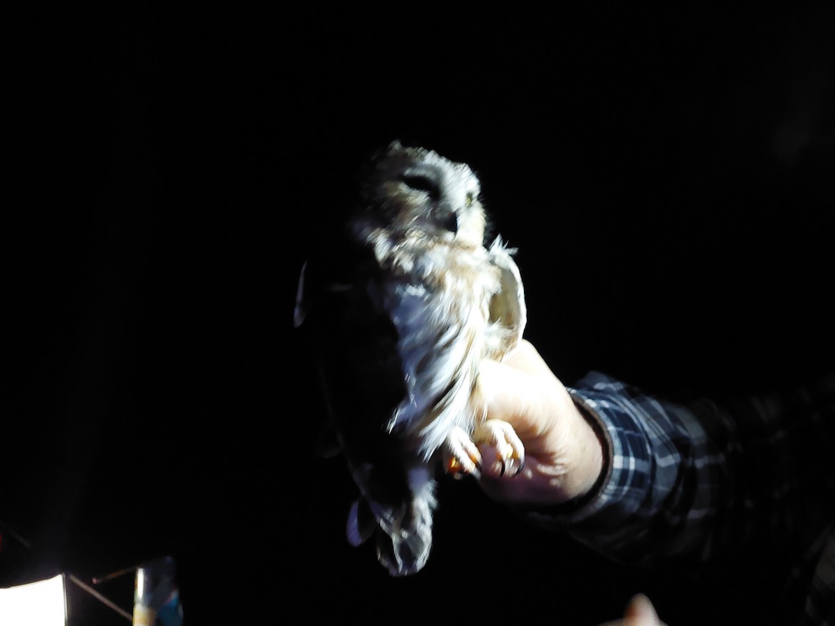 Northern Saw-whet Owl - ML645446357