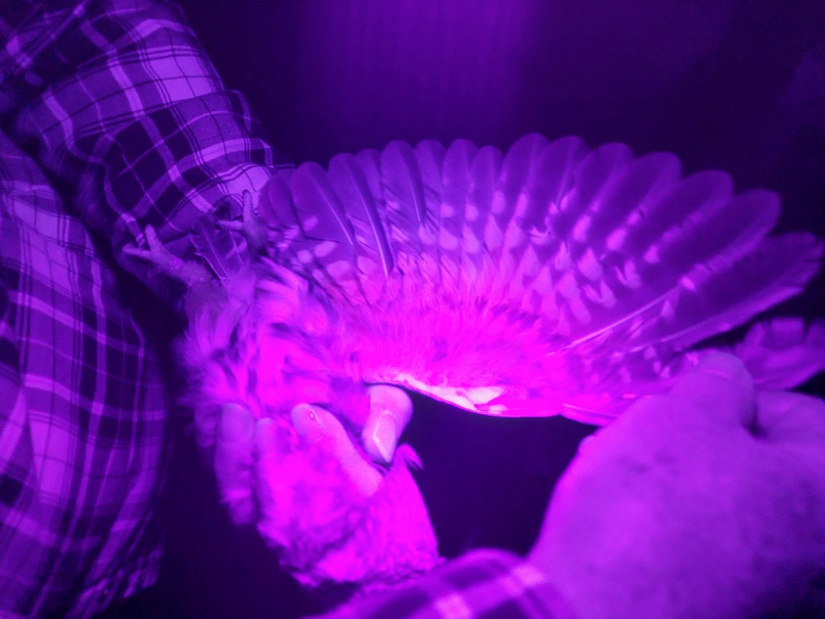 Northern Saw-whet Owl - ML645446358