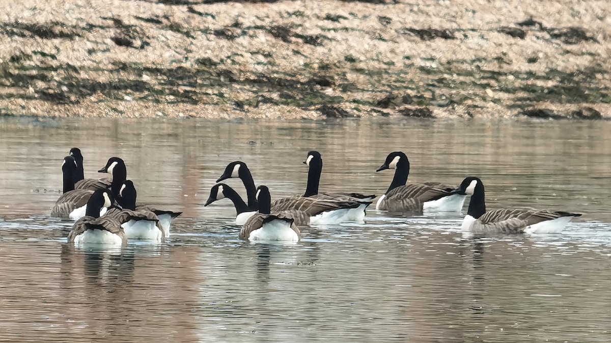 Canada Goose - ML645446362
