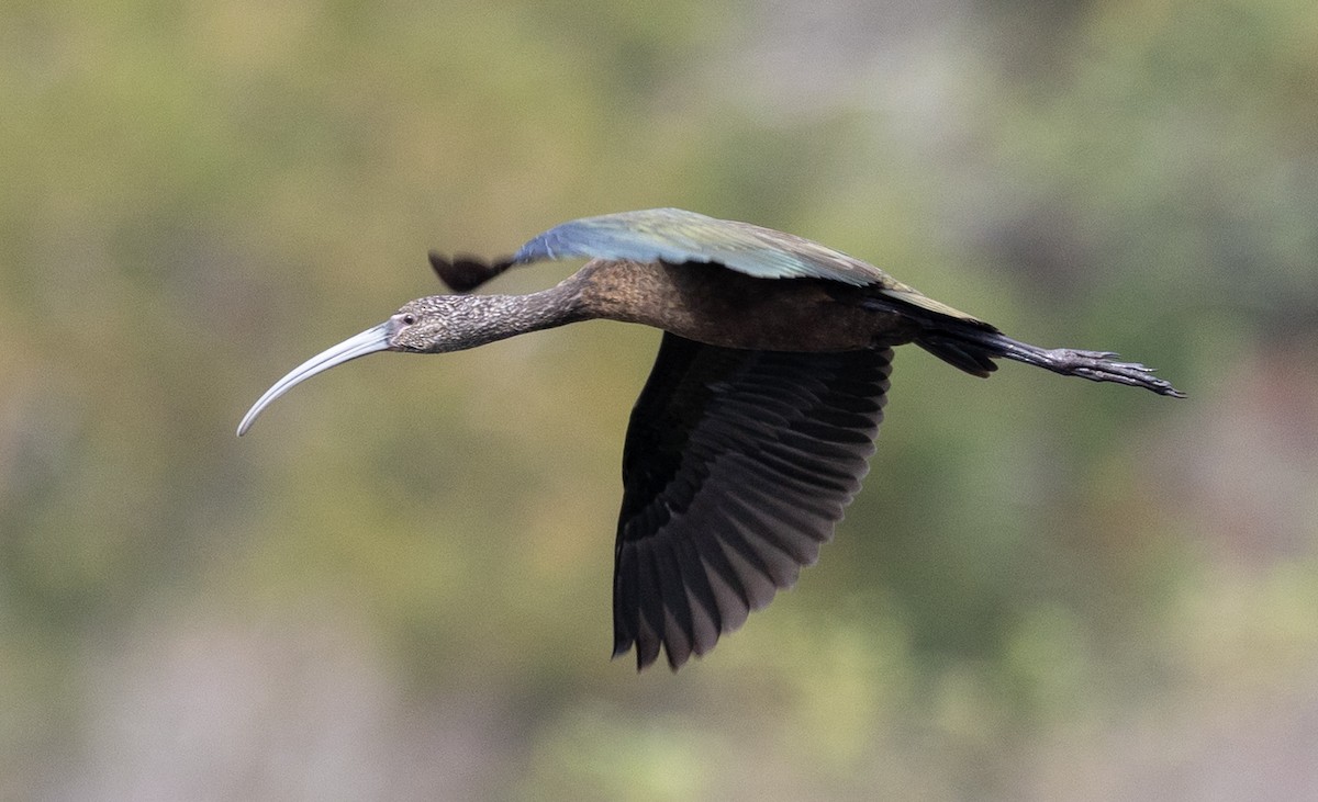 Beltzaran musuzuria - ML645446363