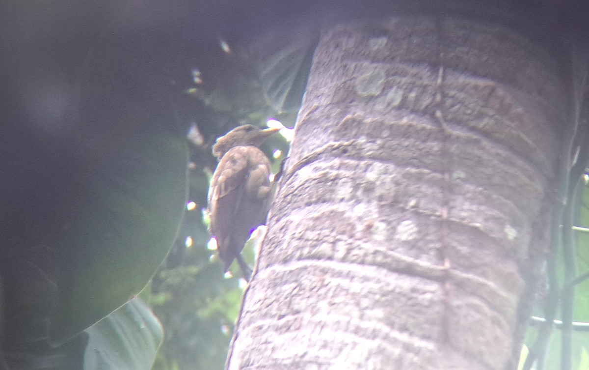 Cream-colored Woodpecker - ML645446364