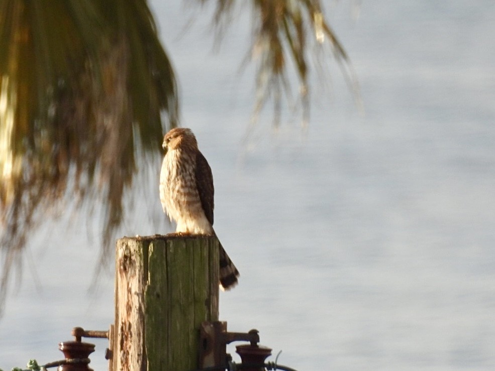 trostehauk - ML645446368