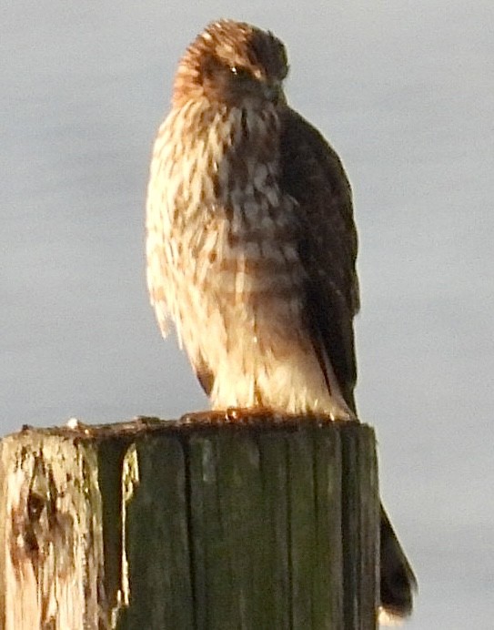 trostehauk - ML645446370