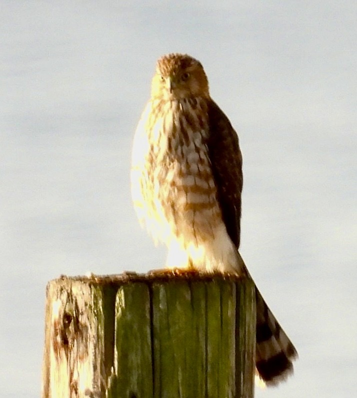 trostehauk - ML645446371