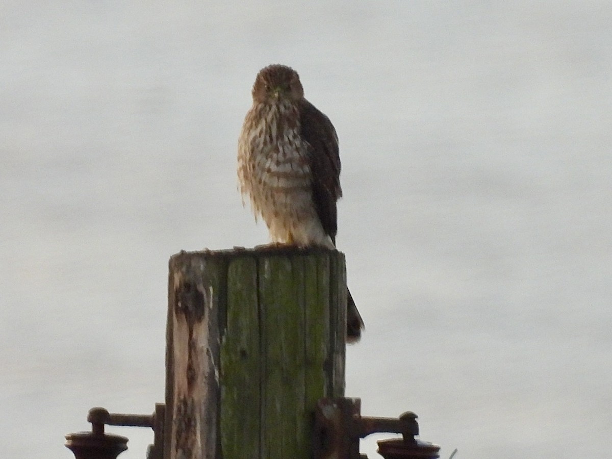 trostehauk - ML645446372