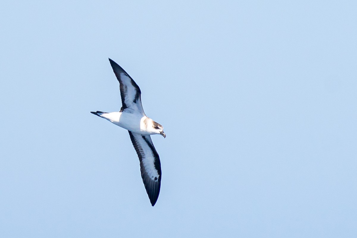Black-capped Petrel - ML645446373