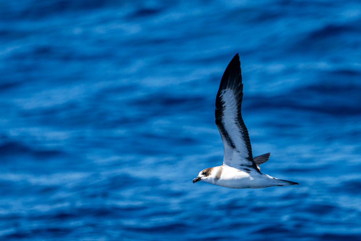 Black-capped Petrel - ML645446374