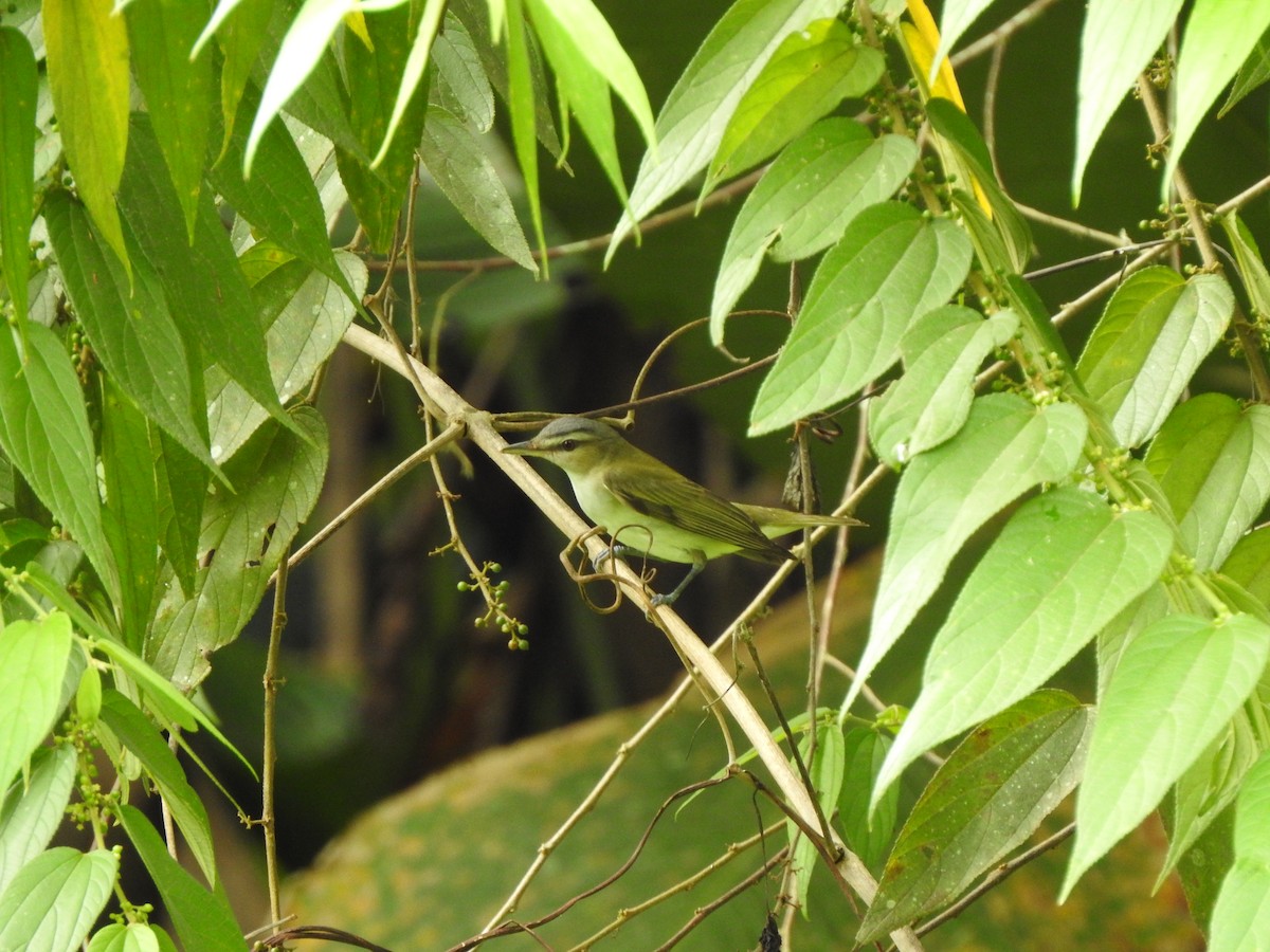 Красноглазый виреон - ML645446376