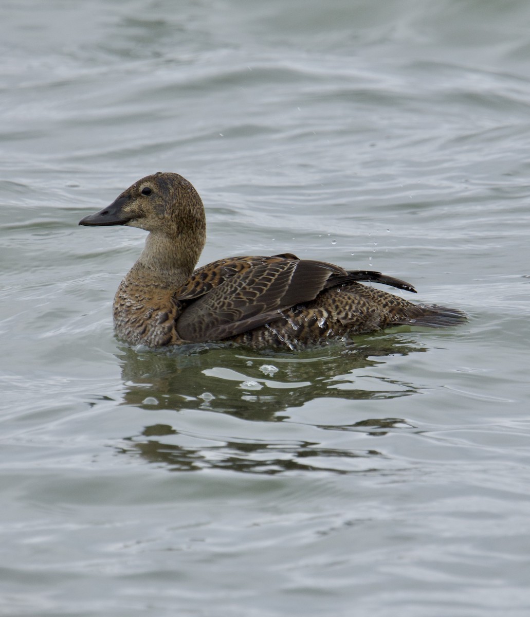 King Eider - ML645446379
