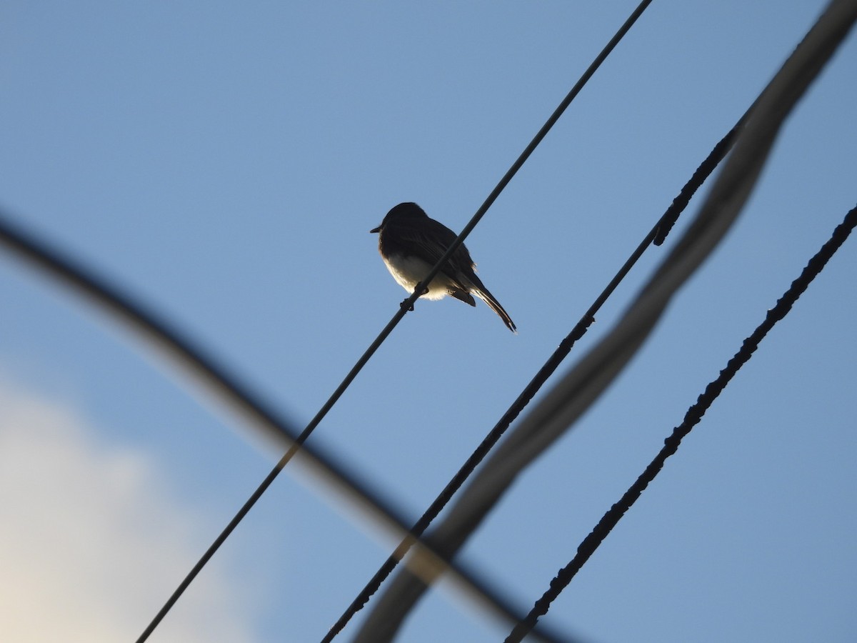 Black Phoebe - ML645446384