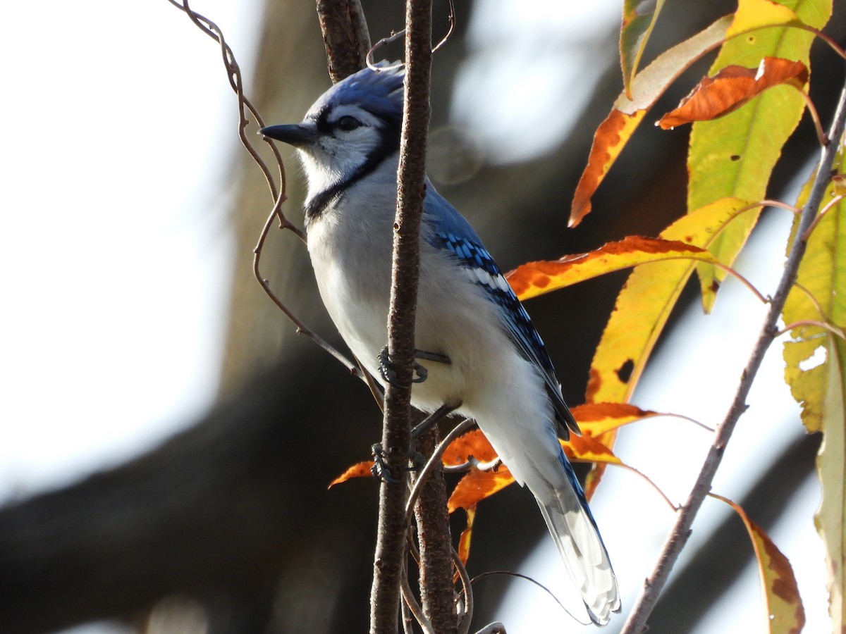 Blue Jay - ML645446390